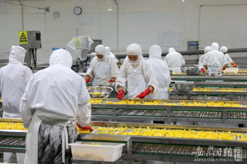 加快建設 七個強省 ⑧ 做好 糧頭食尾 畜頭肉尾 農(nóng)頭工尾 增值大文章